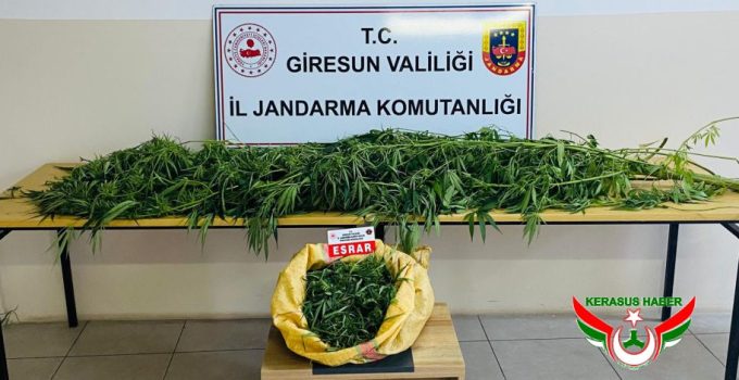 Jandarma’dan; Yağlıdere ve Tirebolu’da Narkotik Operasyonu