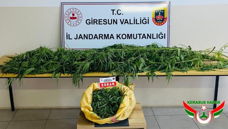 Jandarma’dan; Yağlıdere ve Tirebolu’da Narkotik Operasyonu