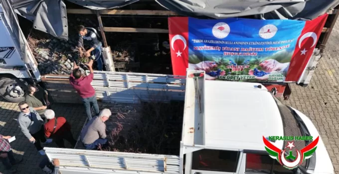 Çiftçilere Sertifikalı Maviyemiş Fidanı Dağıtıldı