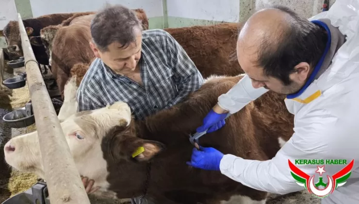 Giresun’da Hastalıktan Ari İşletmeler Çoğalıyor